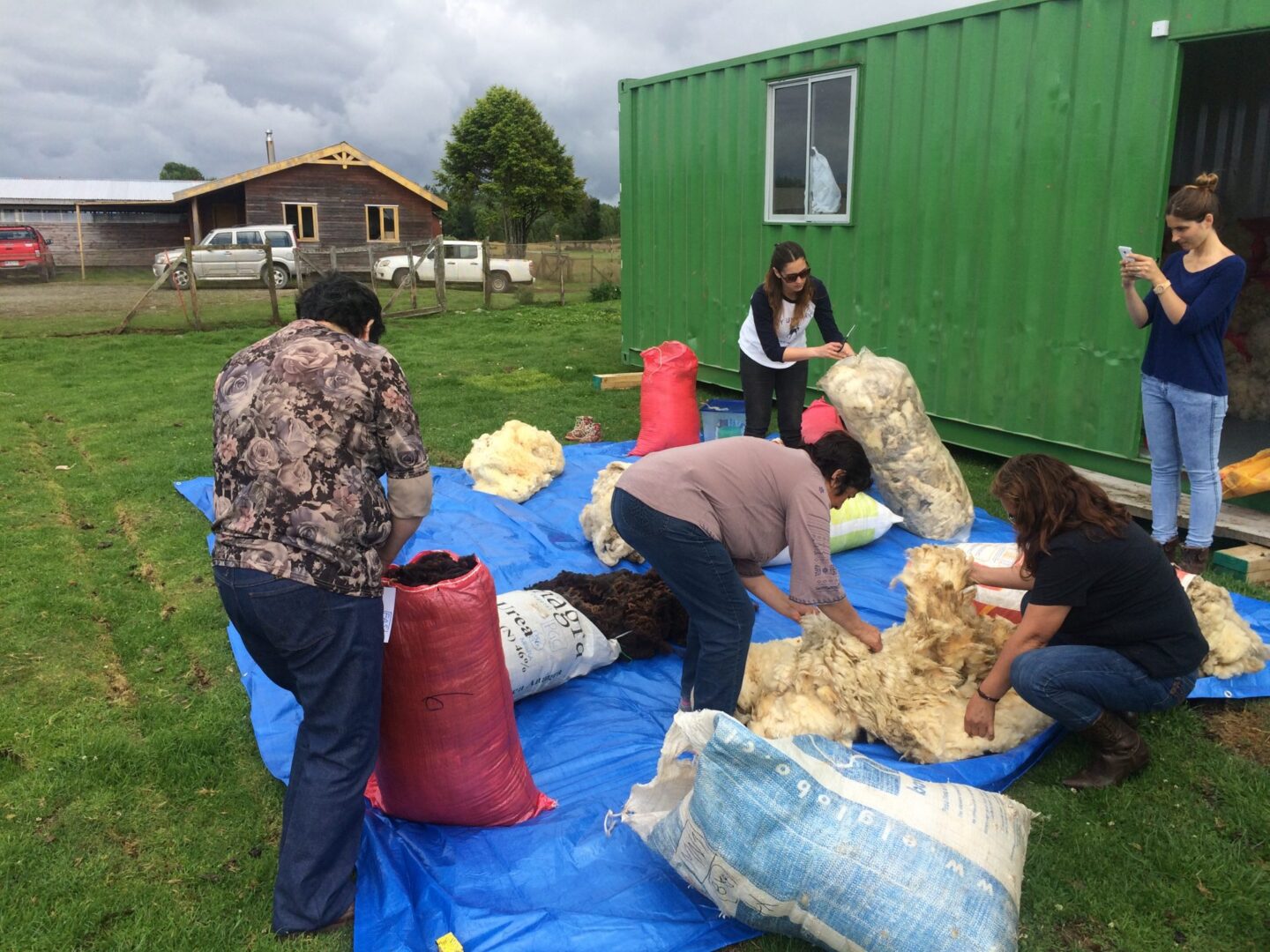 Oportunidad de comprar lana en Chiloé Oportunidad de comprar lana en Chiloé