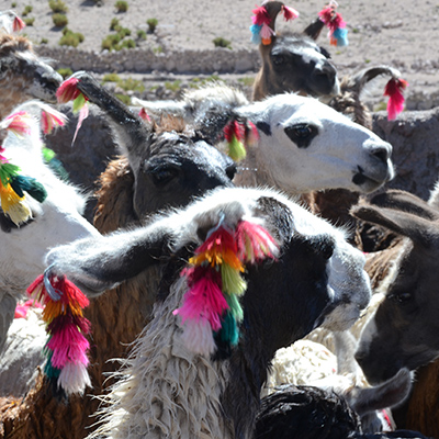 14. Grupo Familiar Artesanos de Peña Blanca